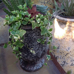Succulent arrangements - Products