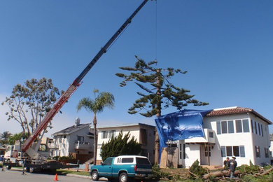 Tree Removal