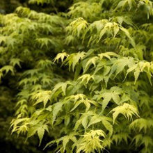 cuddington plants archive