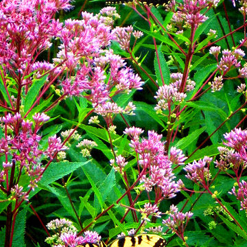 Attracting Butterflies