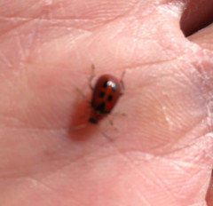 red bugs with black dots