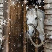 Krissie Zook's photo