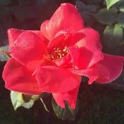 Conny Budnick's photo