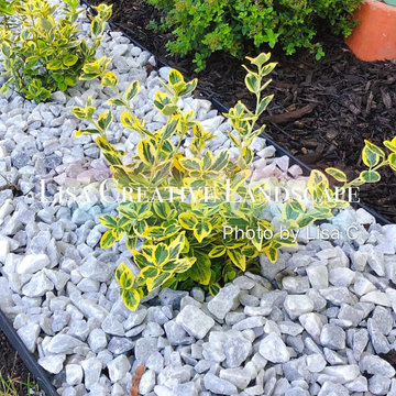 Hydrangea with White Pebbles (AFTER)