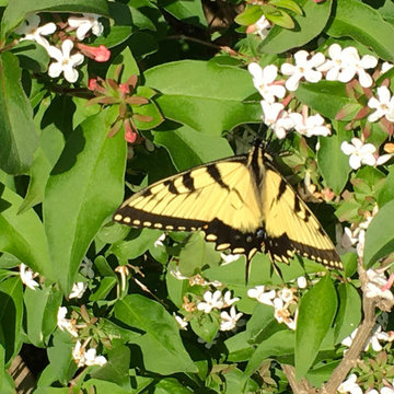 Plant the Right Plants for Butterflies in Williamsburg/James City County