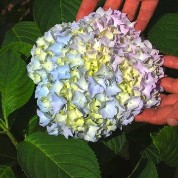 Hydrangea Festival Contest