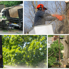 Brothers Tree Service and Landscape Inc