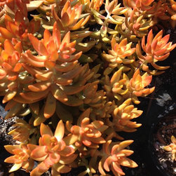 Sedum nussbaumerianum - Gardening And Lawn Care
