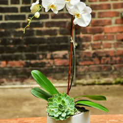 Home Orchids 2017 - Plants