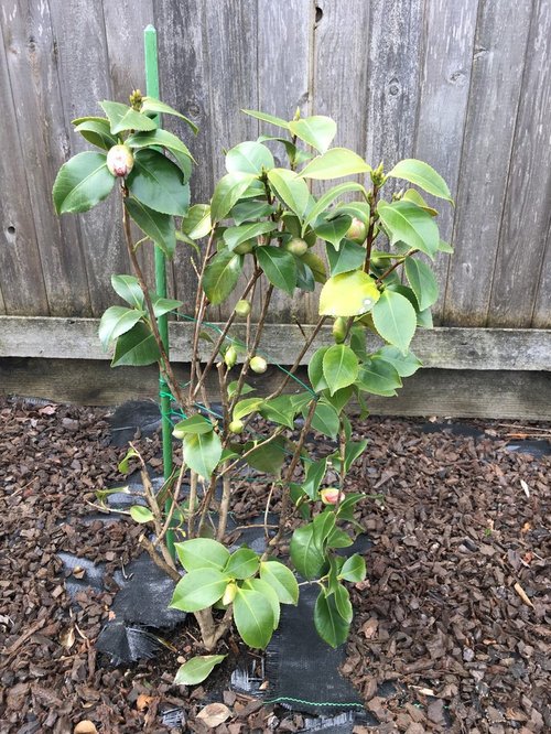 Camellia leaves turning yellow