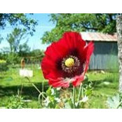 Poppy Smiths billede