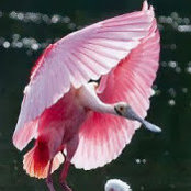 Debra McKoy's photo