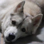 ScoobLoo 35s foto