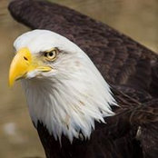 Darrell Williams's photo