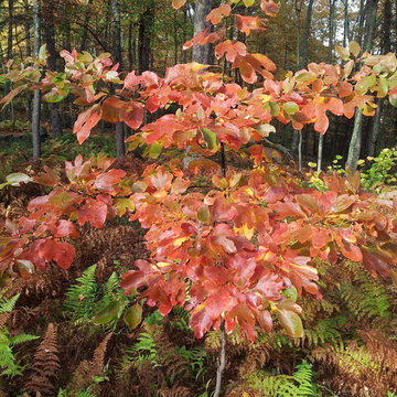 Sassafras commune with ferns in October