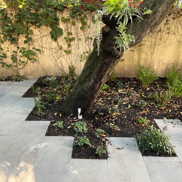 Modern Urban Shade Garden