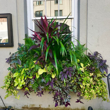 Southern Window Boxes