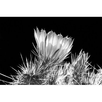 Fine Art Photograph, Hedgehog Cactus Flower BW, Fine Art Paper Giclee