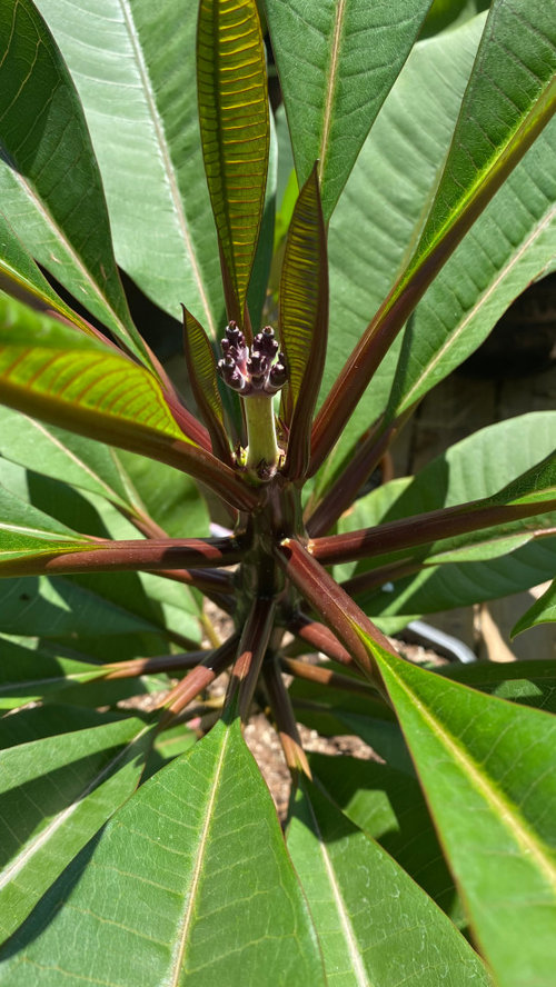 Why is my Plumeria stalk a plum color?