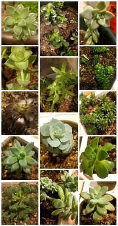 identifying succulents