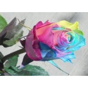 Kathleen LiCastri's photo