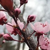 Deborah Namvar's photo