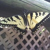Sherri Perry Halfhill's photo