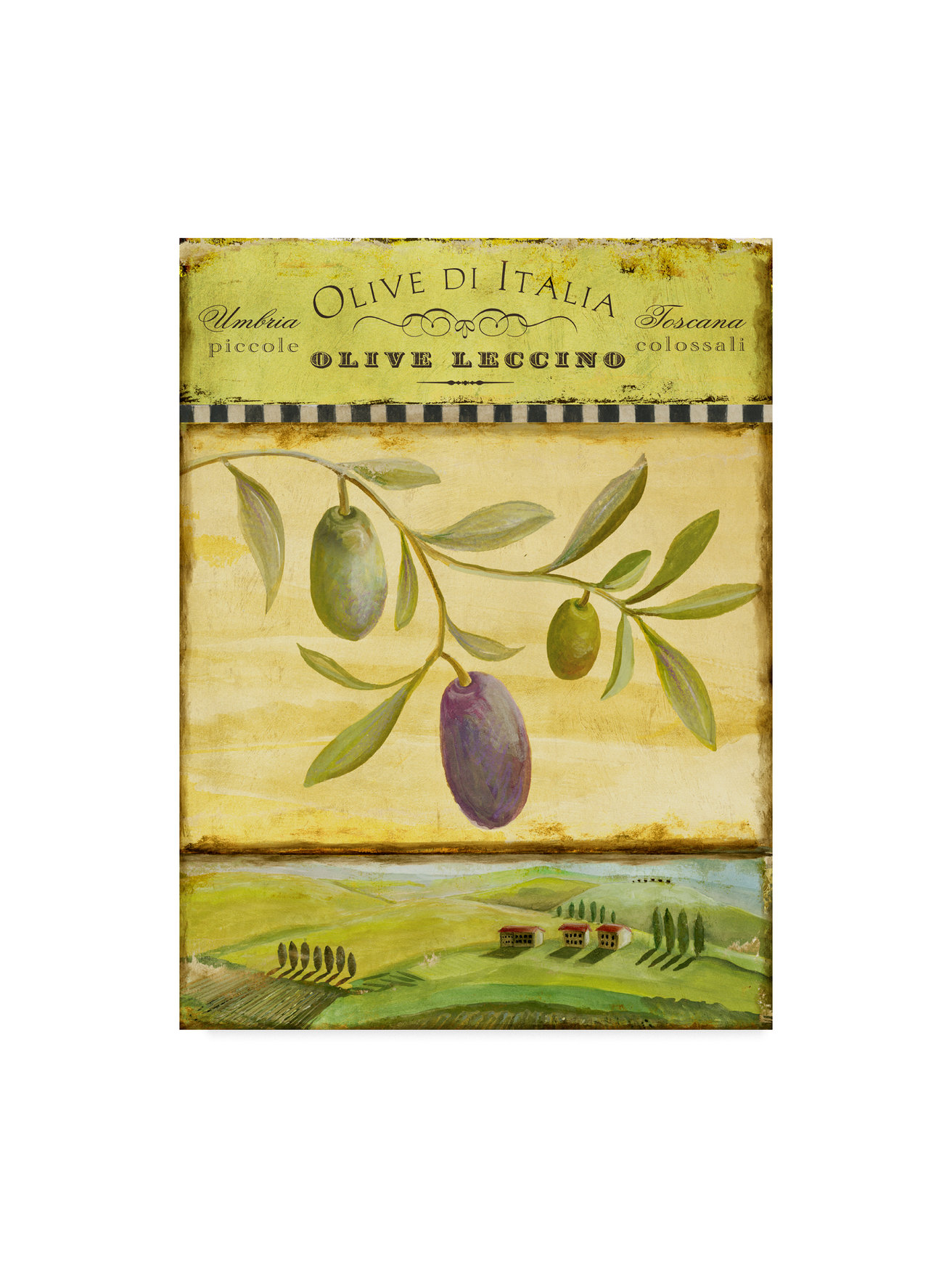 Art Licensing Studio 'Olive Grove Toscana' Canvas Art, 24"x32 ...