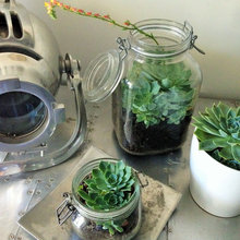 Indoor plants