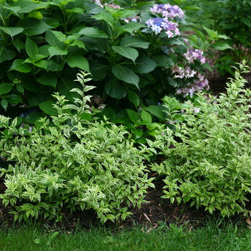 Créme Fraiche™ Deutzia