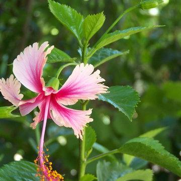 Hibiscus cv. (probably 'La France')
