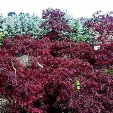 EdgeCliff Estates, Landscape Makeover, Oregon City