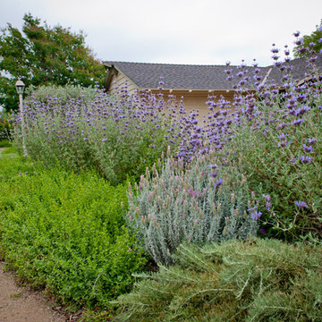 Vibrant, Fragrant Foliage Edges Walkway