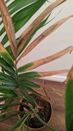 philodendron columbia Philodendron sp Colombia  Plantamani Plants