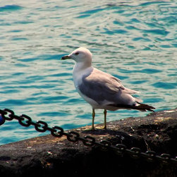 Birds - Fine Art Prints