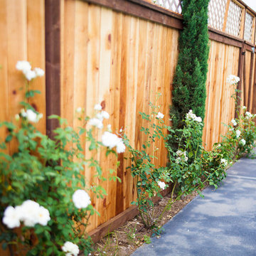 Custom Wood Fence and White Rose Bushes