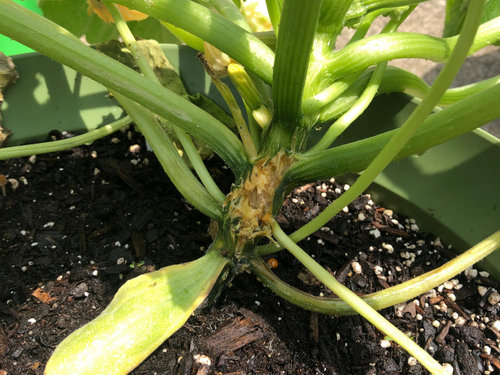 Zucchini Plant Diagnosis