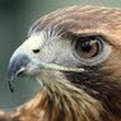 Foto de The Hawk