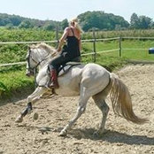 Marques Showhorses's photo