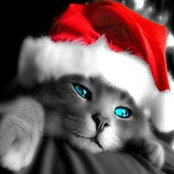 Tamera Fogleman's photo