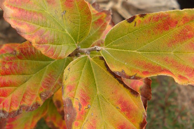 Persian Ironwood (Parrotia persica) Fall Color