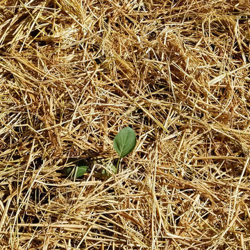 Broccoli in rice straw