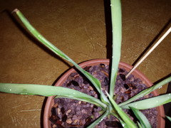 green white pothos 4