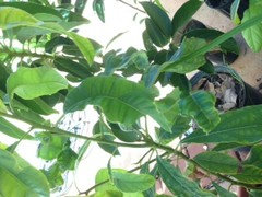 fueled by plants Elephant Ear Fuel Plant Fertilizer - Water-Soluble 20-10-20 main image 0