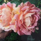 Bourbon Blooms (z10 South Australia)'s photo