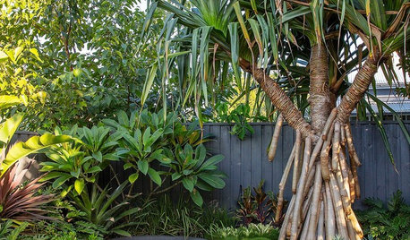 Room of the Week: Featureless Backyard to Tropical Retreat
