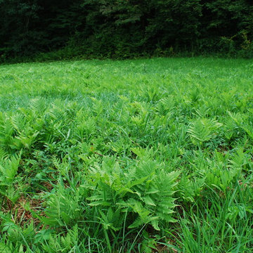 Sensitive Ferns