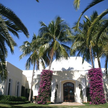 Coconut Palms with Beautiful Bougainvillea
