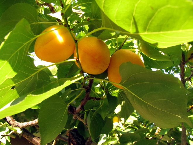 Giardino Apricot tree