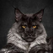 Carole Brunet's photo
